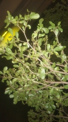 Terminalia molinetii