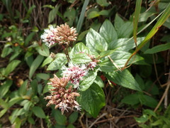 Eupatorium kiirunense