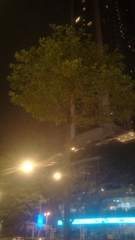 Terminalia molinetii