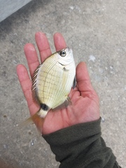 Diplodus holbrookii