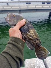 Centropristis striata