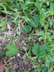 Mimosa pudica image