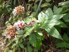 Eupatorium kiirunense