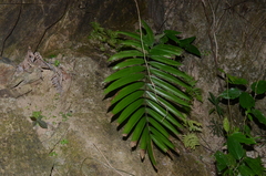 Zamia sandovalii