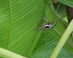 Plexippus paykulli