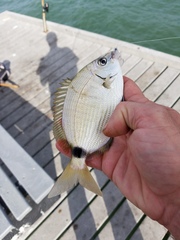 Diplodus holbrookii