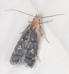 Dichomeris costarufoella