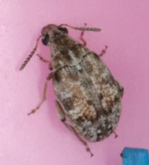 Algarobius bottimeri