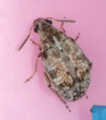 Algarobius bottimeri