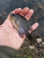 Lepomis punctatus