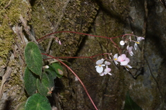 Begonia peltata