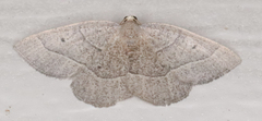 Episemasia