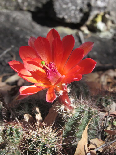 Echinocereus scheeri