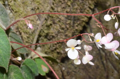 Begonia peltata