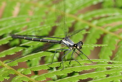 Austroargiolestes calcaris