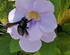 Xylocopa latipes