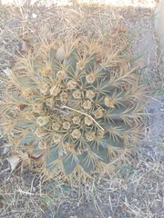 Ferocactus glaucescens