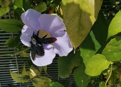 Xylocopa latipes