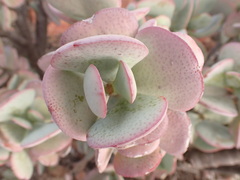 Crassula arborescens