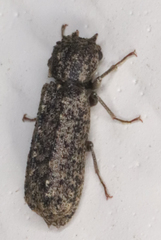 Lichenophanes bicornis