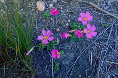 Oxalis imbricata