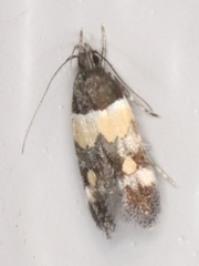 Triclonella determinatella