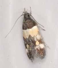 Triclonella determinatella