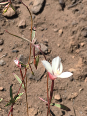 Clarkia epilobioides