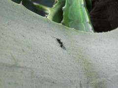 Camponotus vagus