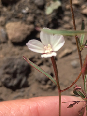 Clarkia epilobioides