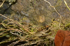 Craugastor aurilegulus