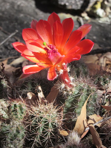 Echinocereus scheeri