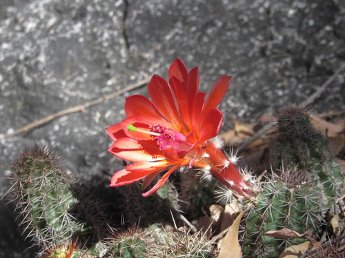 Echinocereus scheeri