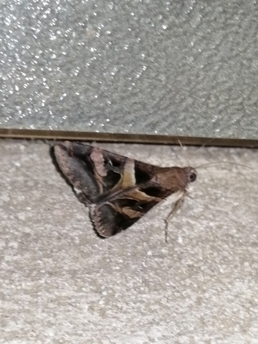 Polilla triangular M (Melipotis perpendicularis)