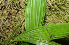 Ghilianella grapta