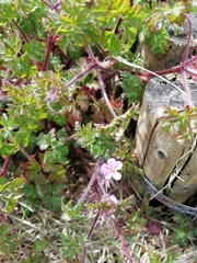 Geranium robertianum