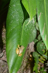 Atlantihyla spinipollex