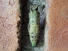 Heraclides anchisiades