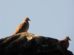 Columbina talpacoti