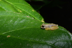 Atlantihyla spinipollex