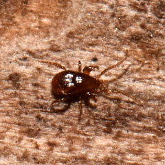 Pergamasus