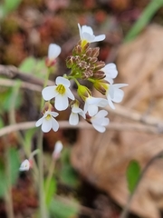Arabidopsis suecica
