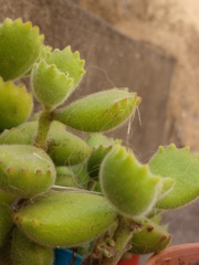 Cotyledon tomentosa