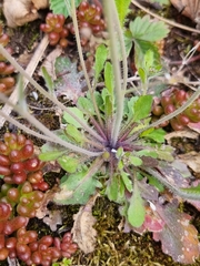 Arabidopsis suecica