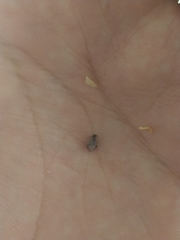 Insecta