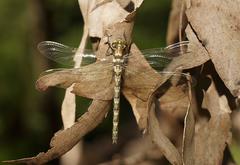 Eusynthemis guttata