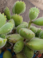 Cotyledon tomentosa