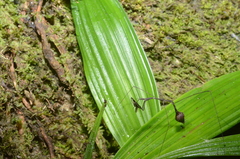 Ghilianella grapta