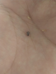 Insecta