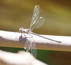Austroargiolestes calcaris